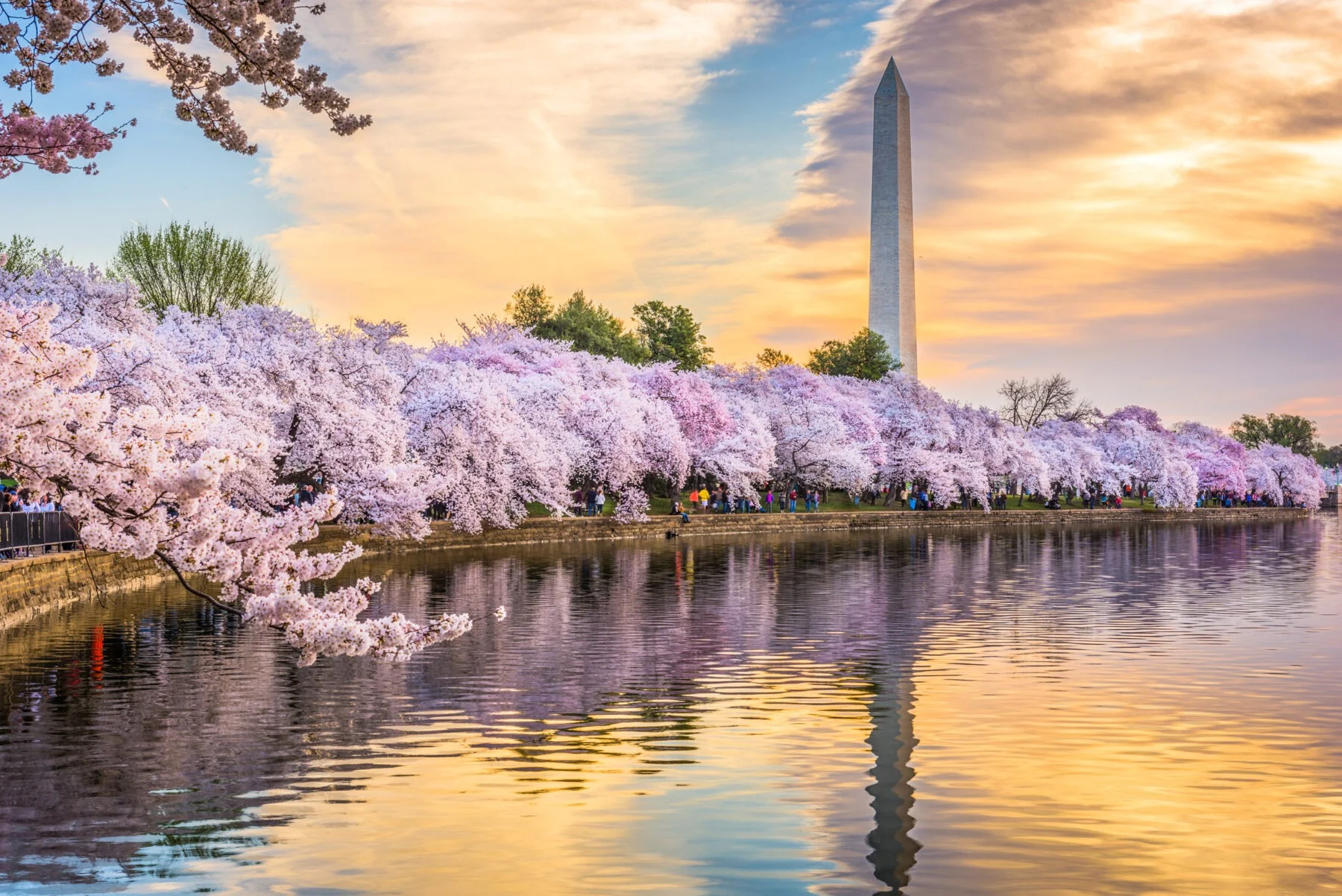 DC Cherry Blossom Limo Tour